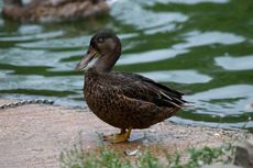 Löffelente (7 von 8).jpg